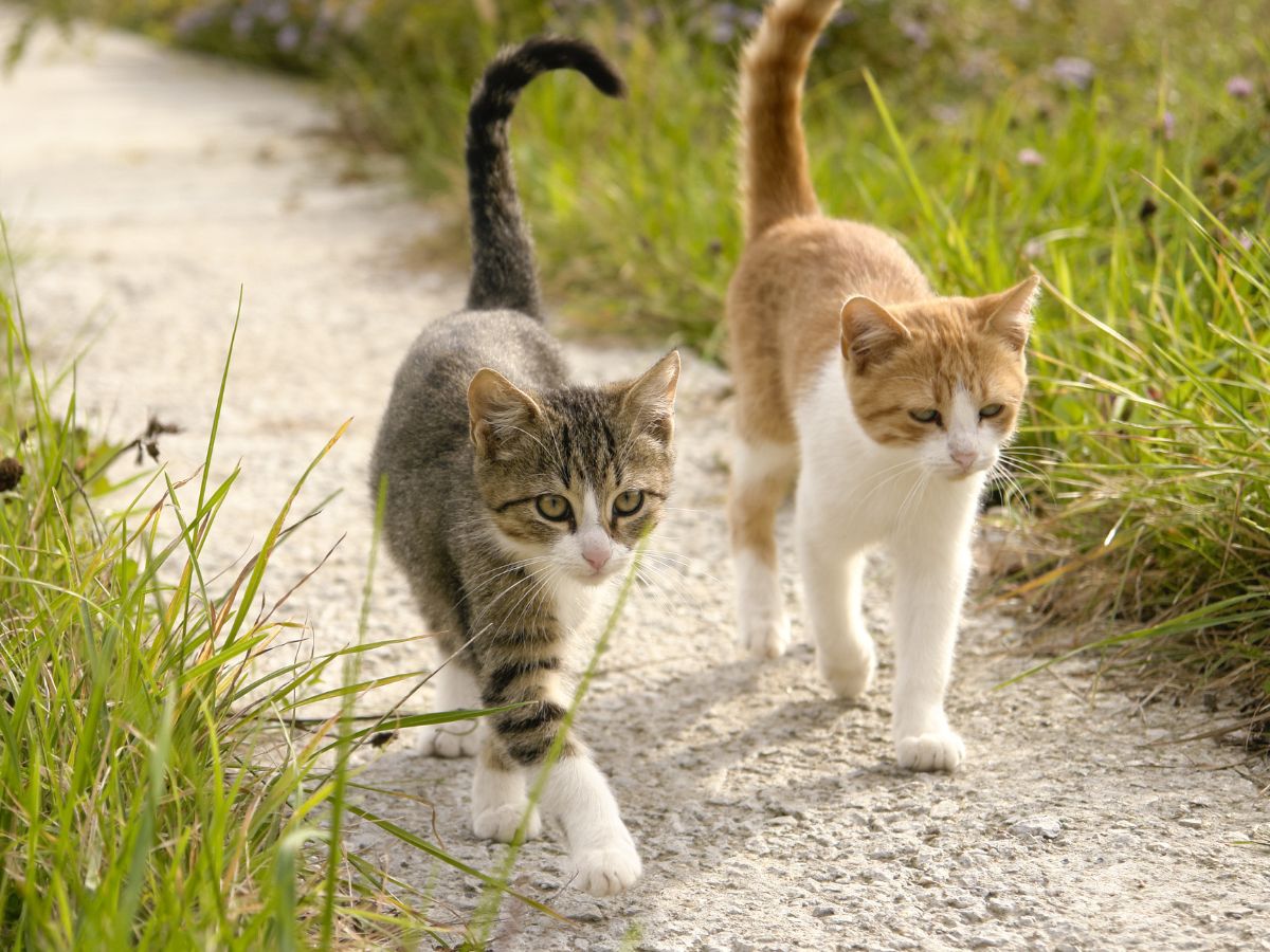 two cat roaming