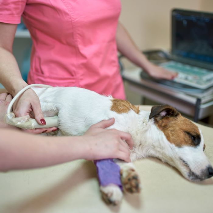 Pet Diagnostics