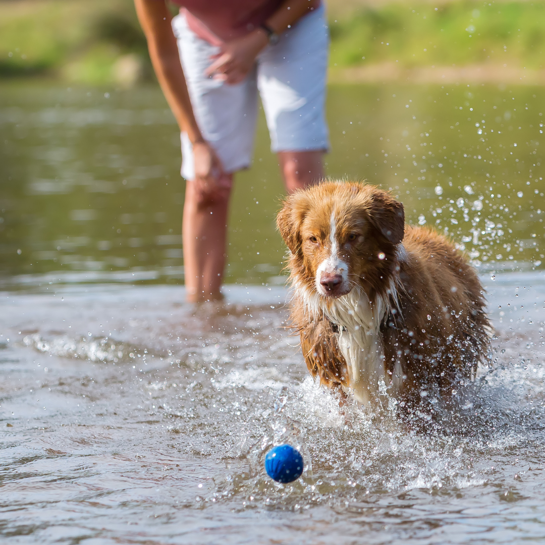 dog and owner playing in river